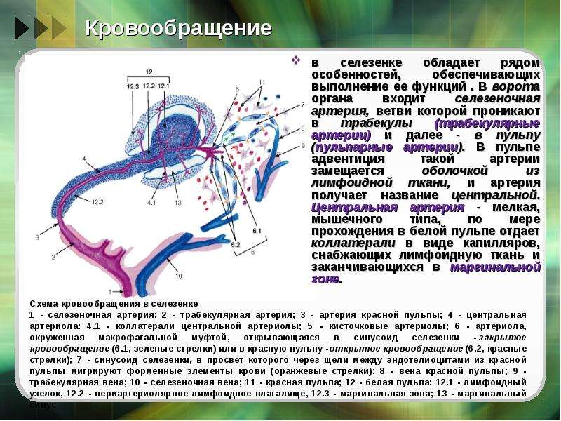 Схема кровоснабжения селезенки