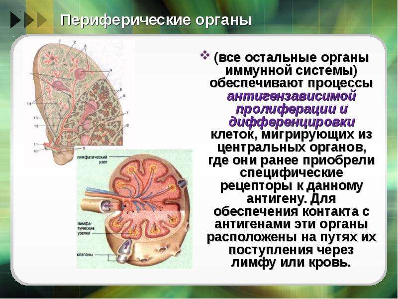 Периферии органа