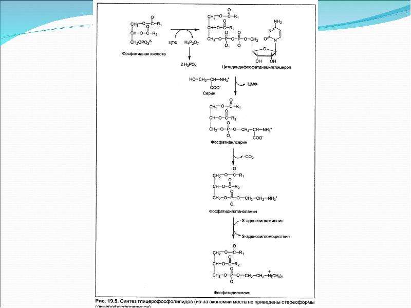 Схема образования фосфатидилхолина