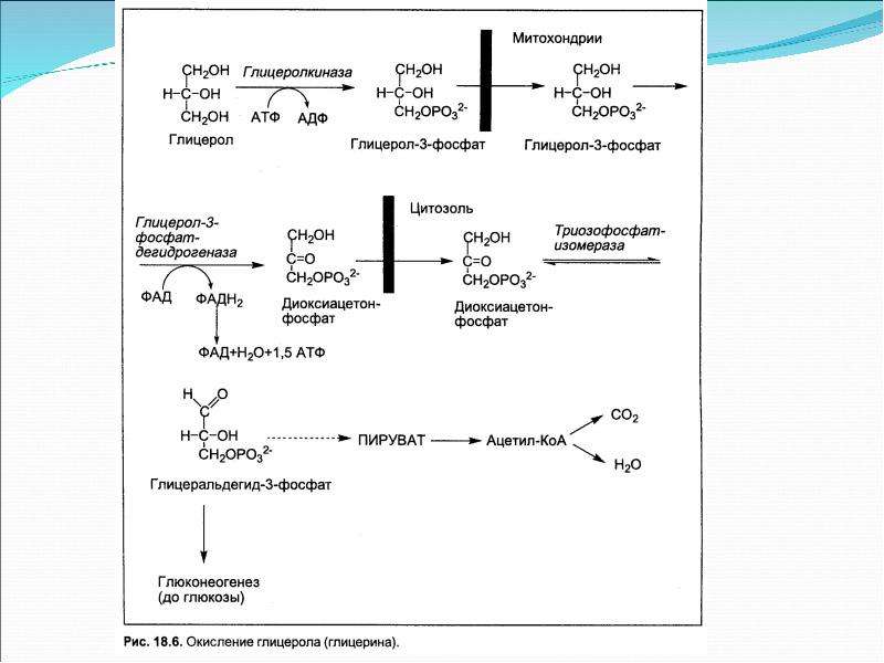 Схема полного расщепления глицерола