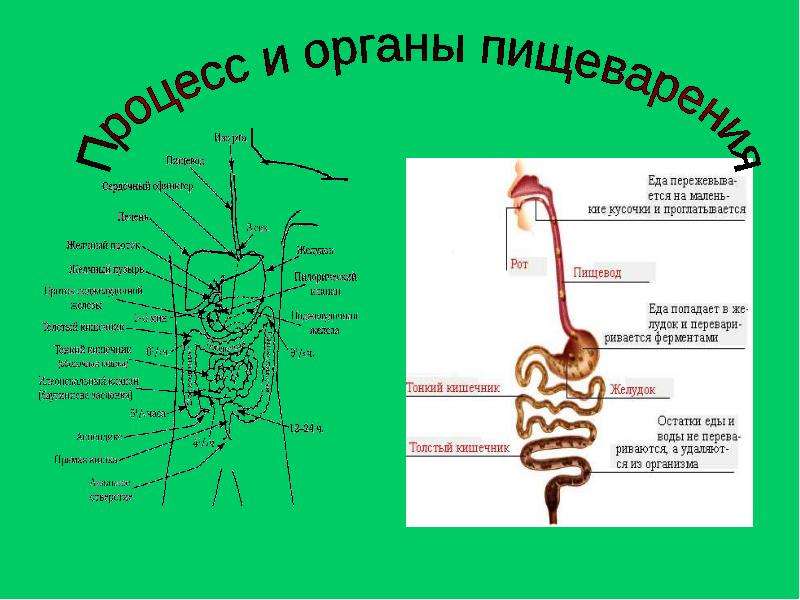 Сообщение о заболевании пищеварительной системы