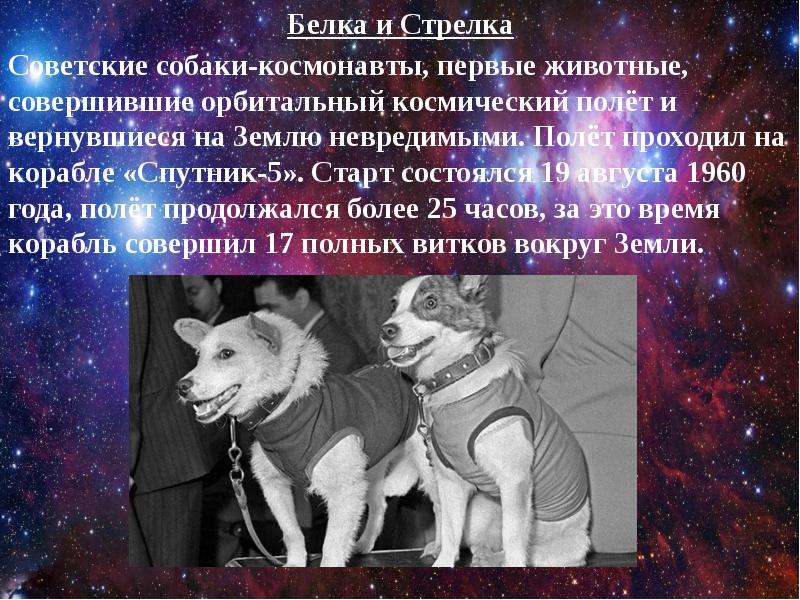 Спутник 5 собаки. Белка и стрелка 19 августа 1960 года. Спутник 5 19 августа 1960. Первые собаки космонавты. Животные космонавты белка и стрелка.