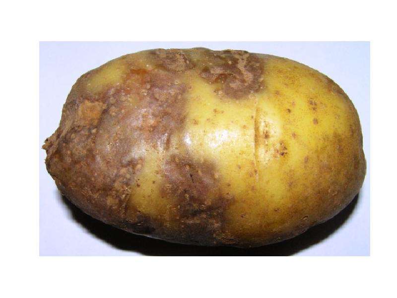 Фитофтора у картофеля фото