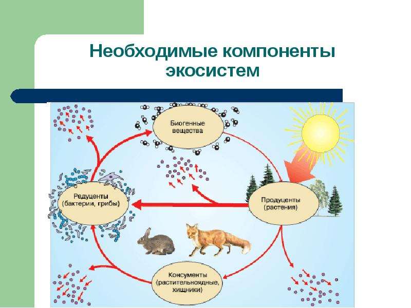 Признаки живых организмов картинки