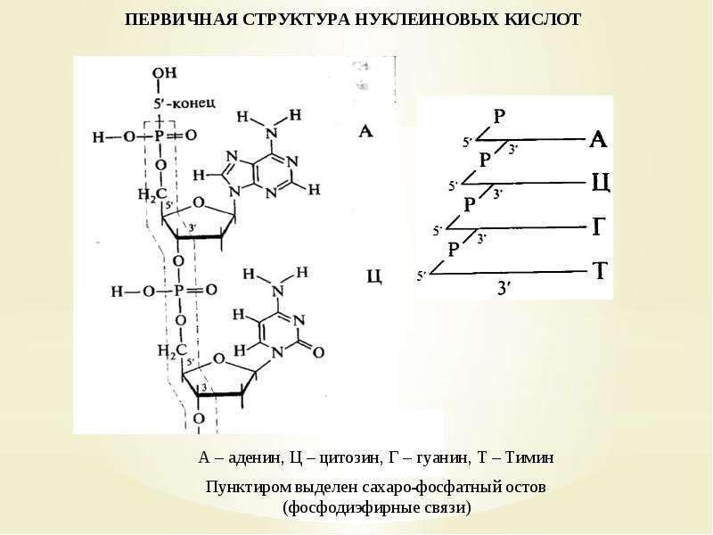 Нуклеиновые кислоты проект