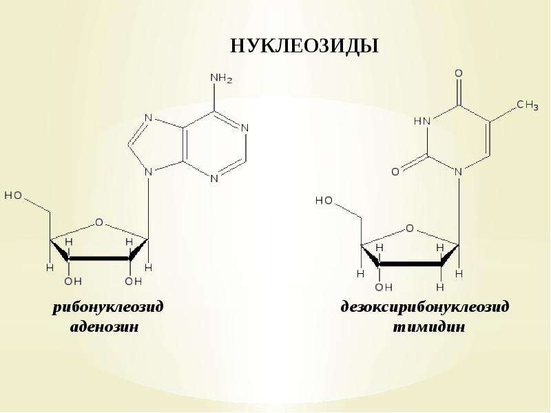 Нуклеиновые кислоты презентация 10 класс химия