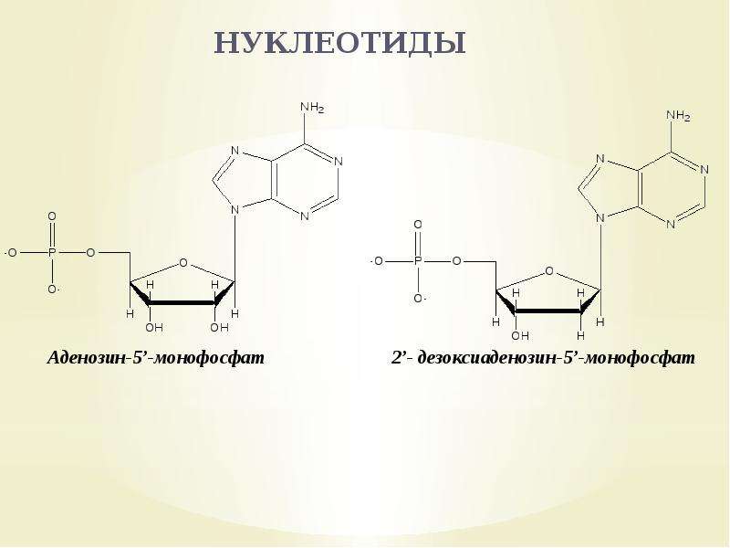 Имеет нуклеотид