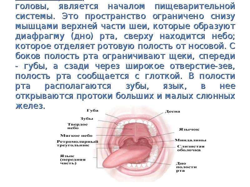 Пищеварительная система цитоплазма ротовая полость вкусовая почка. Онкология ротовой полости. Возрастные особенности ротовой полости.