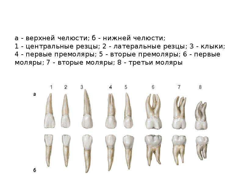 Премоляры и моляры предназначены для у млекопитающих. Премоляры верхней челюсти анатомия. Зубы резцы клыки премоляры моляры. Строение зубов резцы моляры. Зубы премоляры верхней челюсти.
