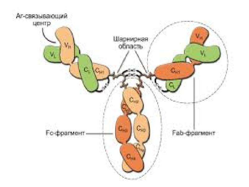 Схема строения иммуноглобулина