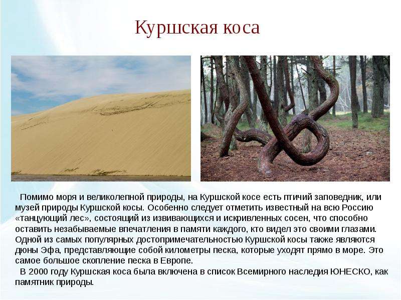 Куршская коса проект