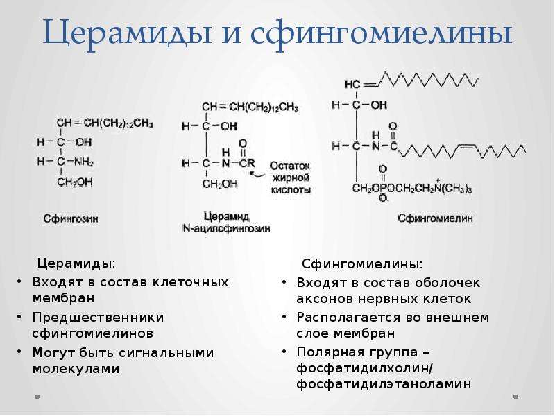 Церамиды что это