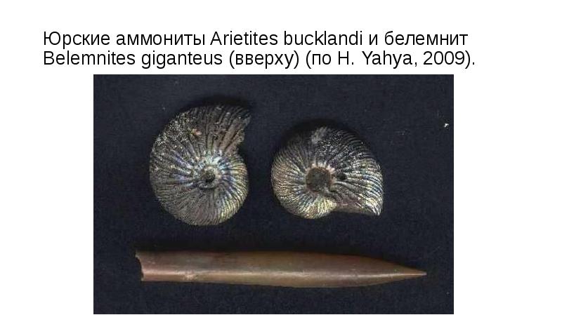 Юрские аммониты Arietites bucklandi и белемнит Belemnites giganteus (вверху) (по H. Yahya, 2009).