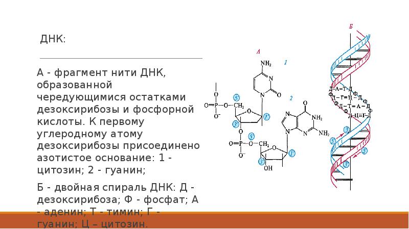 Сколько гуанина в днк