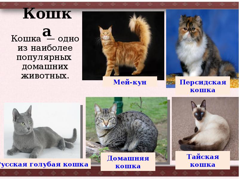 Кошка Кошка — одно из наиболее популярных домашних животных.