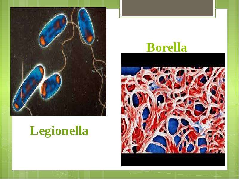 Борелла. Легионеллы морфология. Легионеллы семейство.