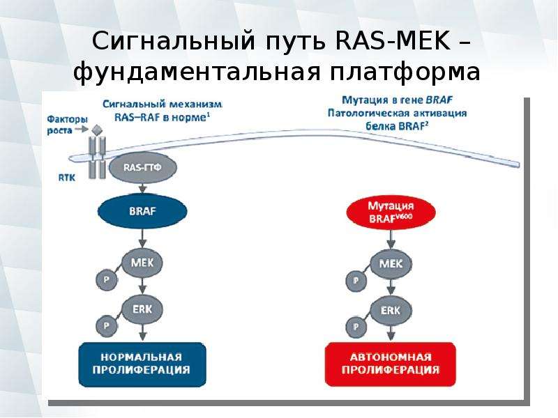 Путь марка. Ras MAPK сигнальный путь. Сигнальный путь ras Raf Mek Erk. Активация инсулином сигнального пути ras. Браф мутация при меланоме что это.