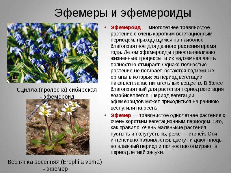 Эфемеры и эфемероиды Эфемероид — многолетнее травянистое растение с очень коротким вегетационным пер