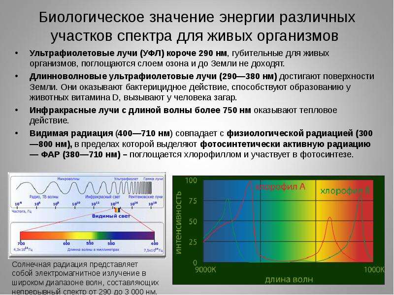 Биологическое значение энергии различных участков спектра для живых организмов Ультрафиолетовые лучи
