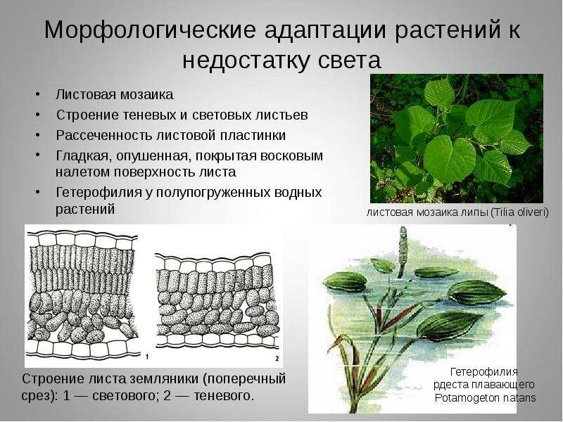 Морфологические адаптации растений к недостатку света Листовая мозаика Строение теневых и световых л