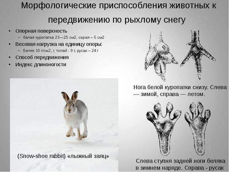 Морфологические приспособления животных к передвижению по рыхлому снегу Опорная поверхность белая ку