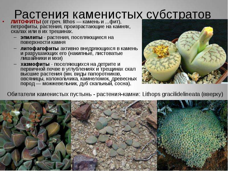 Растения каменистых субстратов ЛИТОФИТЫ (от греч. lithos — камень и . . . фит), петрофиты, растения,