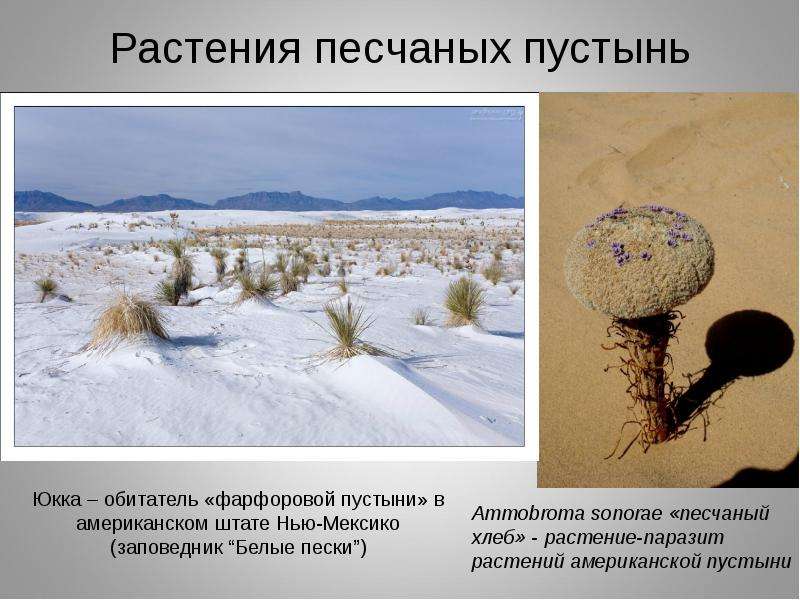 Растения песчаных пустынь