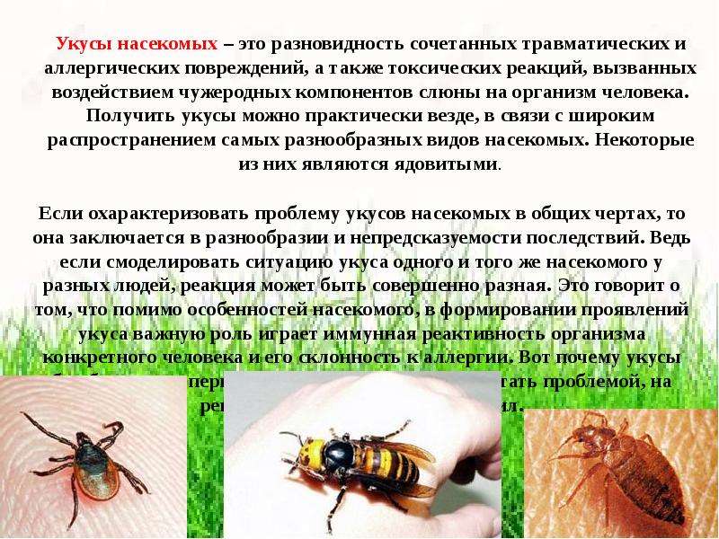 Заболевания вызванные насекомыми. Укусы ядовитых насекомых. При укусе ядовитого насекомого. Укусы ядовитых насекомых первая помощь.