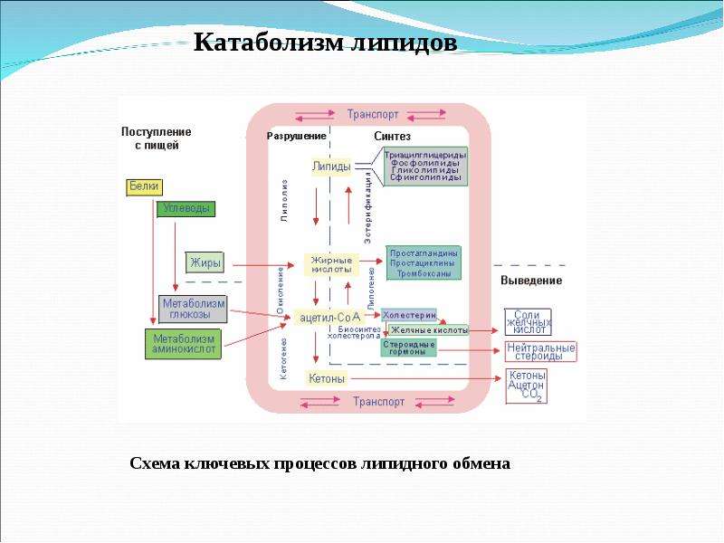 Липиды биохимия лекция презентация