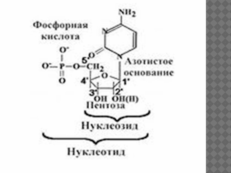 Схема гидролиза нуклеопротеинов биохимия