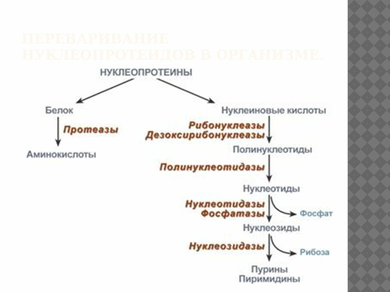 Схема переваривания нуклеопротеинов в желудочно кишечном тракте