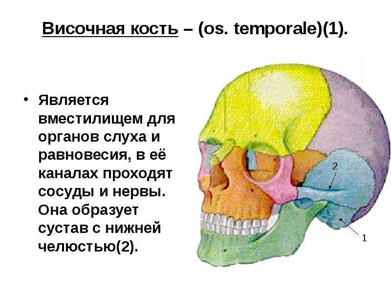 Височная область черепа. Височная область. Височная кость человека является костным вместилищем органа слуха. Каналес os temporales.