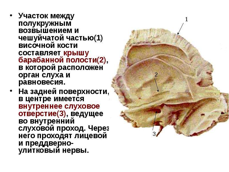 Скелет презентации проекта