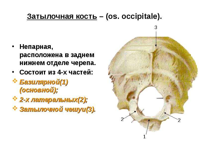 Фото затылочная кость