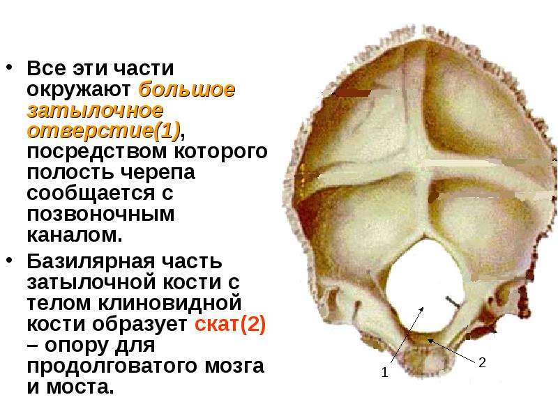 Мыщелок затылочной кости фото