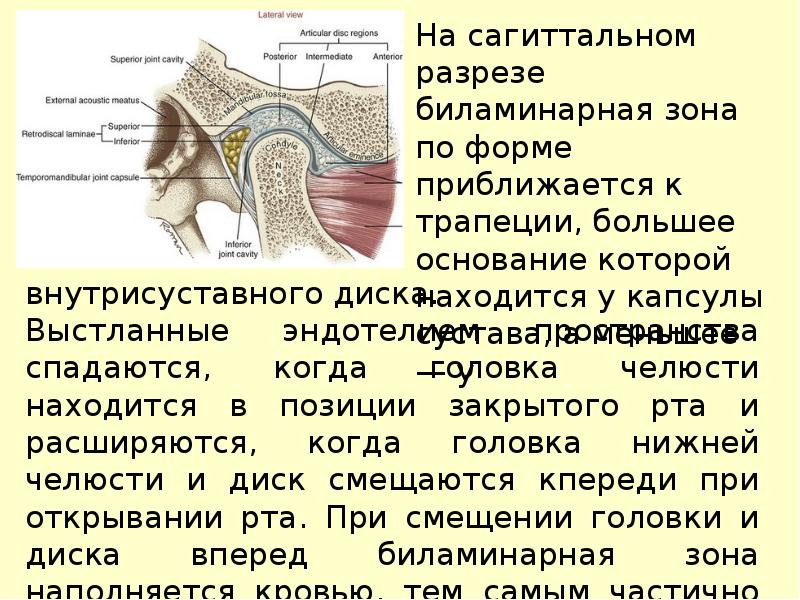 Нижнечелюстной сустав анатомия