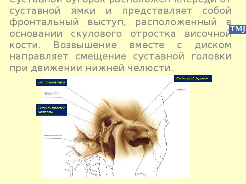 Отростки височной кости. Суставная ямка. Смещение височной кости. Суставная впадина (ямка).