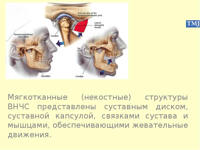 Височно нижнечелюстной сустав какой