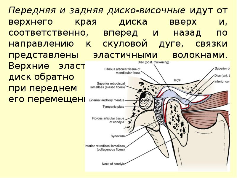 Височно нижнечелюстной сустав анатомия