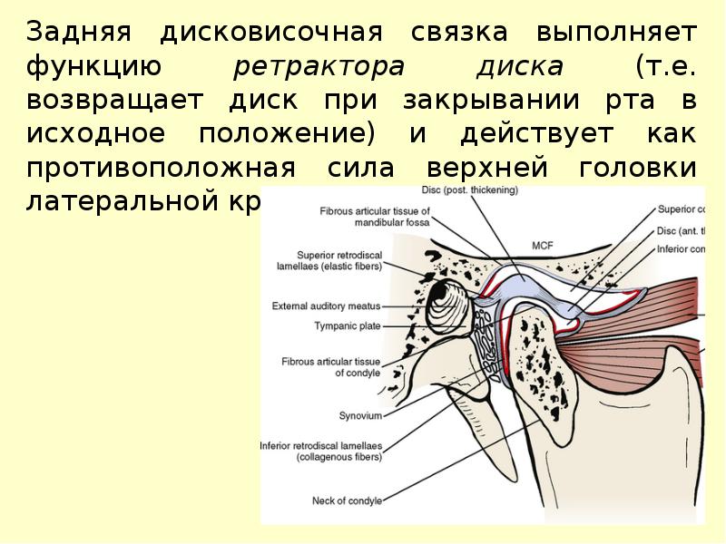 Височно челюстной сустав