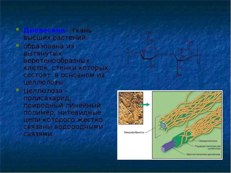 Ткани высших растений. Целлюлоза линейный полимер. Одревеснение клеточной стенки. Клеточная стенка из целлюлозы.