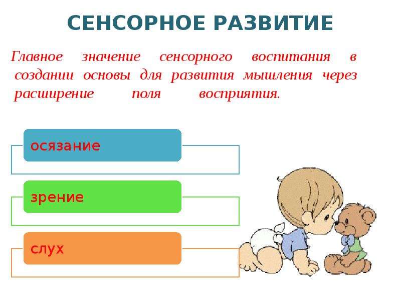 Перцептивное поле. Значение сенсорного воспитания. Восприятие в раннем возрасте. Перцептивные поля. Перцептивное развитие детей.