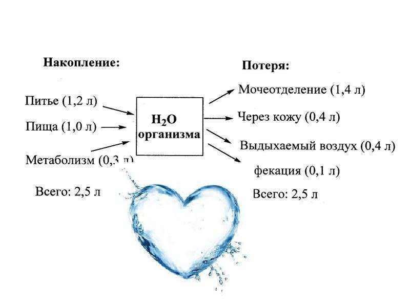 Обмен воды в организме схема