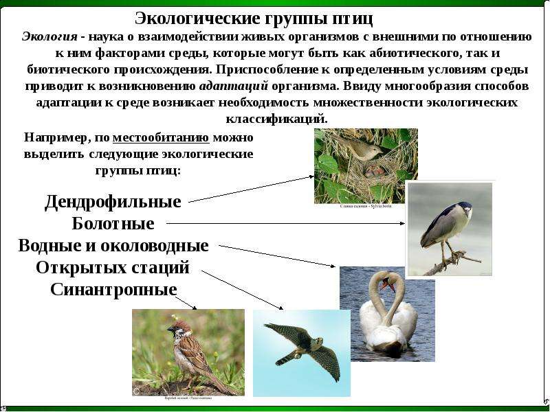 Названия групп птиц. Экологические группы птиц сообщение. Классификация птиц экологическая. Экологические группы живых организмов. Экологические группы птиц птицы леса.