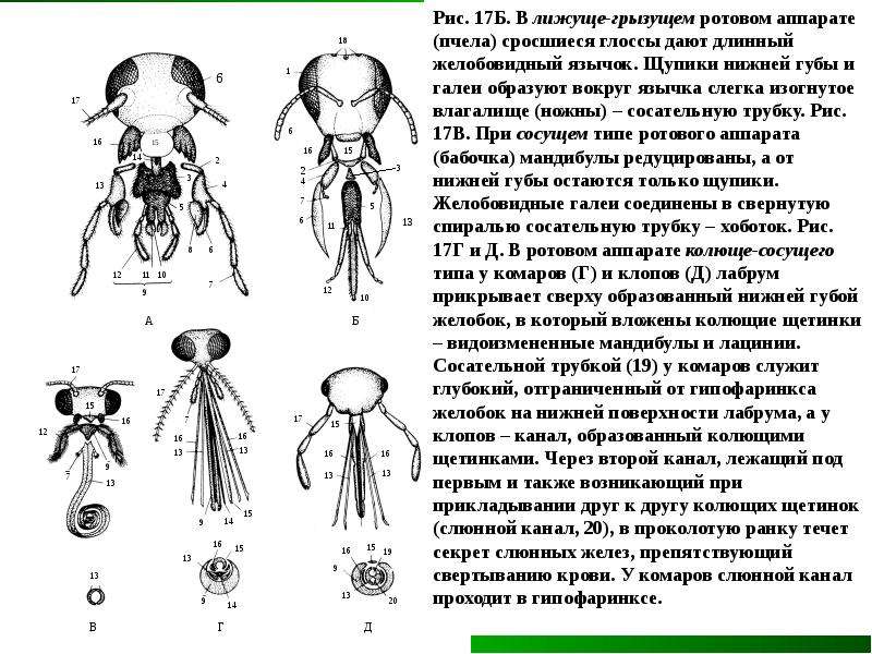 Аппараты насекомых. Строение колюще-сосущего ротового аппарата постельного клопа. Тип ротового аппарата у пчелы. Строение ротового аппарата пчелы. Строение ротового аппарата колюще-сосущего типа.