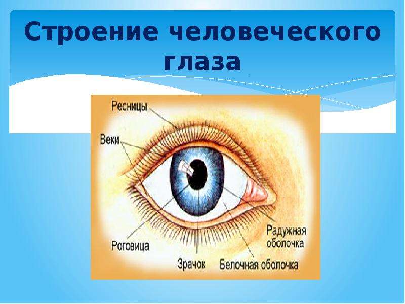 Зависимость цвета радужной оболочки глаз от типа темперамента, слайд 6