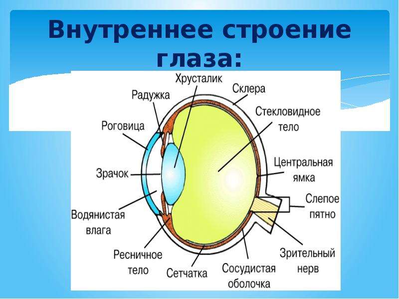 Зависимость цвета радужной оболочки глаз от типа темперамента, слайд 7