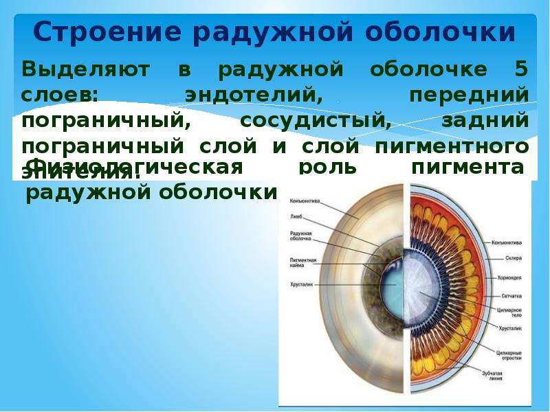 Зависимость цвета радужной оболочки глаз от типа темперамента, слайд 8