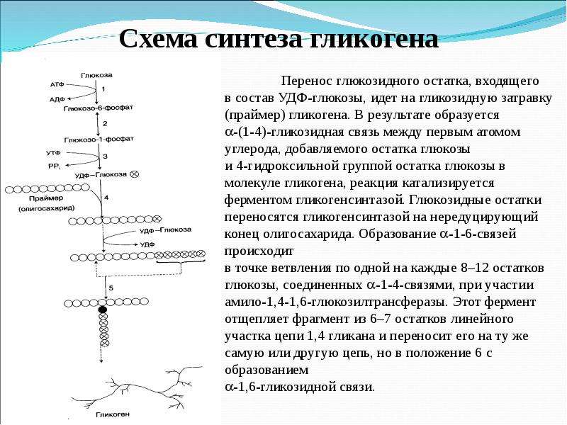 Синтез глюкозы происходит в. Схема синтеза гликогена из Глюкозы. Синтез гликогена биохимия реакции. Схема синтеза гликогена биохимия. Реакции биосинтеза гликогена из Глюкозы.