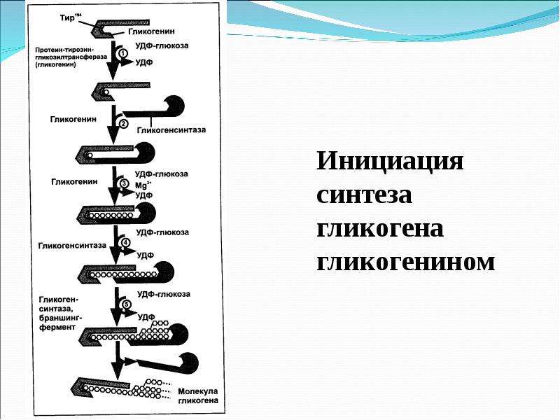 Биосинтез углеводов в организме проект